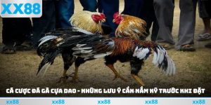 Cá Cược Đá Gà Cựa Dao