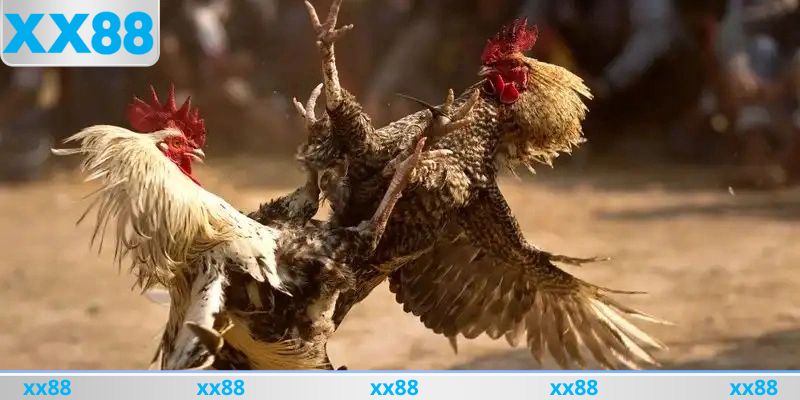 Đá gà cựa sắt là gì?