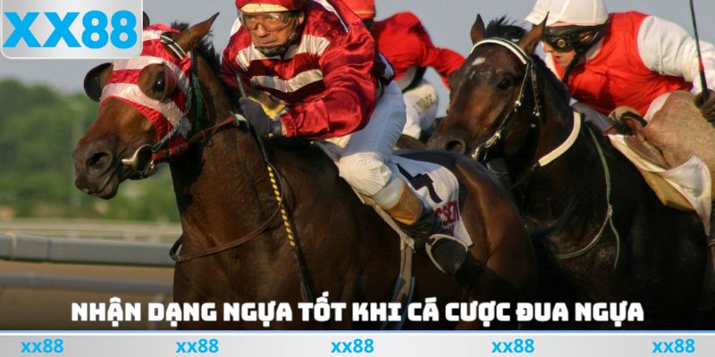 Nhận dạng ngựa tốt khi cá cược đua ngựa